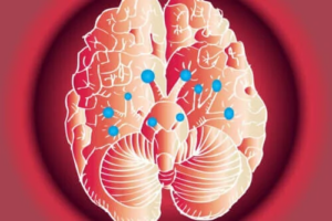 De tolv kranialnerverna och deras funktioner