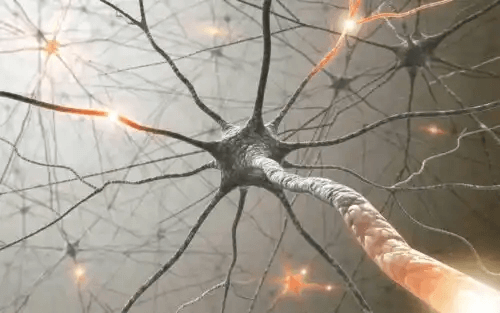 De tolv kranialnerverna: nervceller
