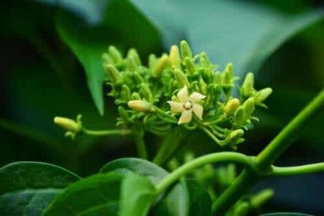 Gymnema sylvestre: medicinska egenskaper och kontraindikationer