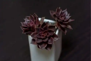 7 anmärkningsvärda svarta växter för ditt hem