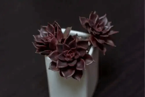 7 anmärkningsvärda svarta växter för ditt hem