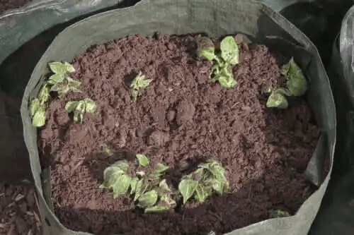 Hur man odlar potatis hemma