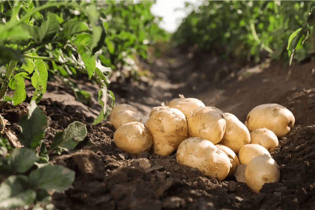 odlar potatis hemma