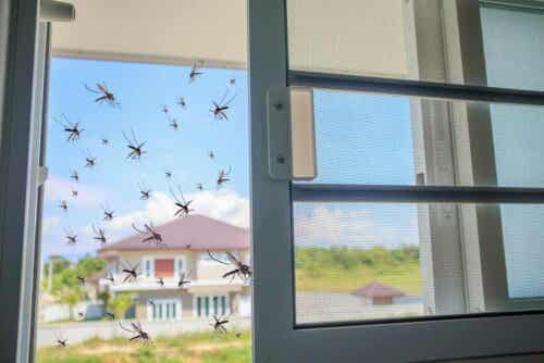 Myggor försöker komma in i ett hus.