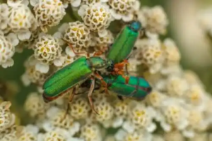 Droppar av spansk fluga: Afrodisiakum eller gift?