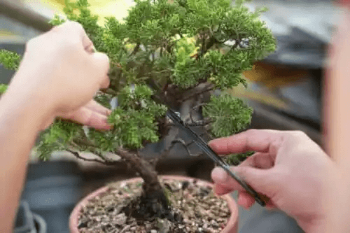 Lär dig hur du kan skapa och sköta bonsaiträd