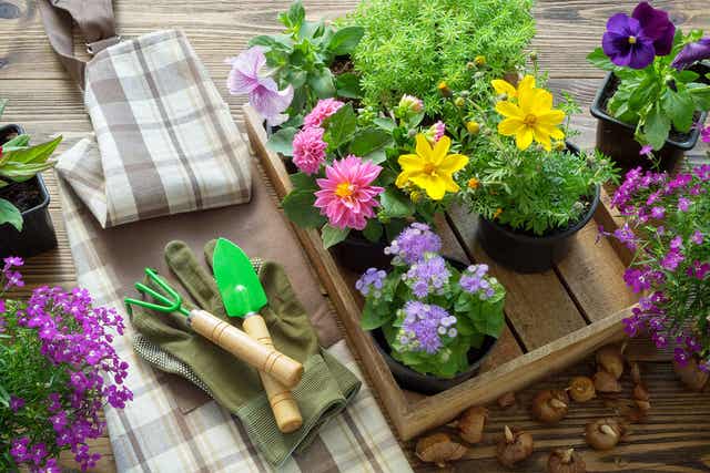 blommor och redskap för plantering