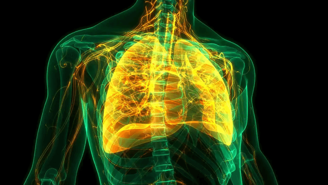 illustration av lungor
