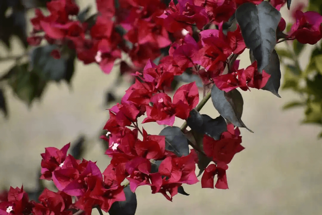 bougainvillea