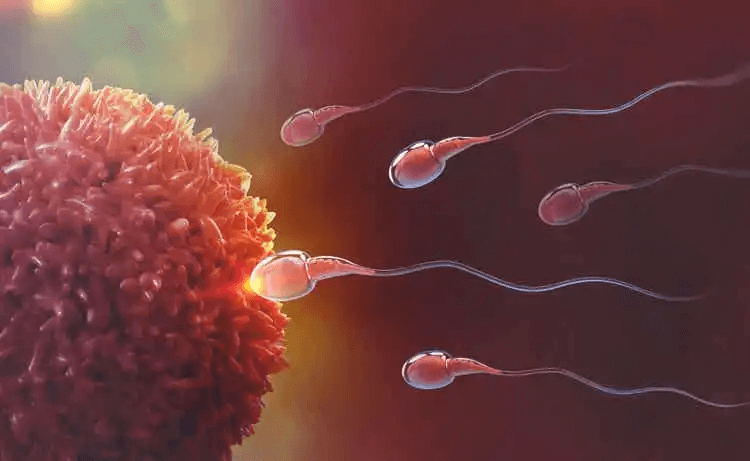 spermier som når ägg