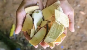 Beskrivning och användning av Eurycoma longifolia
