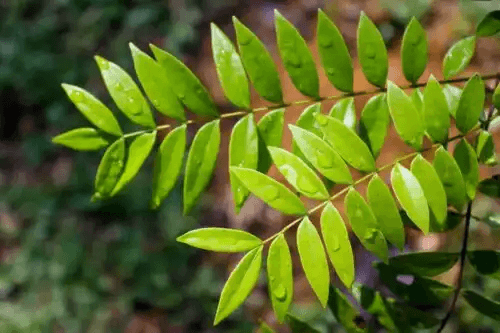 blad av Eurycoma longifolia