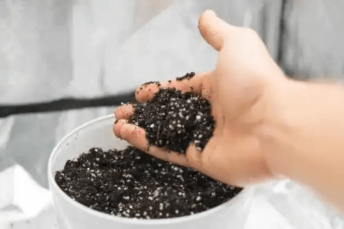 jordblandning med Perlit för växter