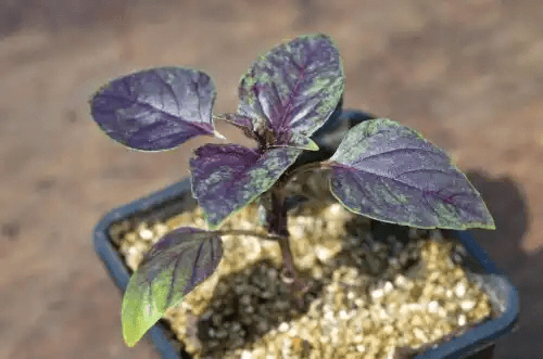 växt i kruka med Perlit