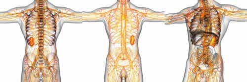 Lymfsystemet förgrenar sig ut i hela kroppen.