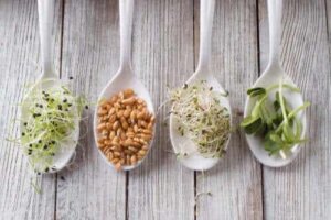 Att grodda frön: Fördelar, risker och tillvägagångssätt