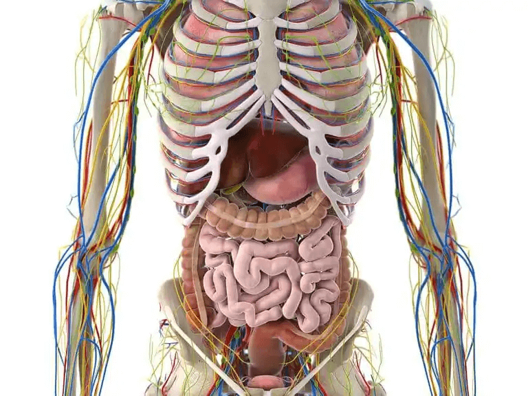 Illustration av lymfsystemets funktion i kroppen