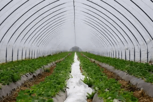 Bevattningssystem i växthus
