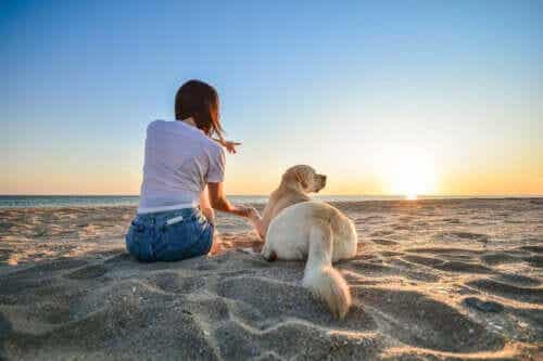 14 saker att tänka på när du tar med din hund på stranden