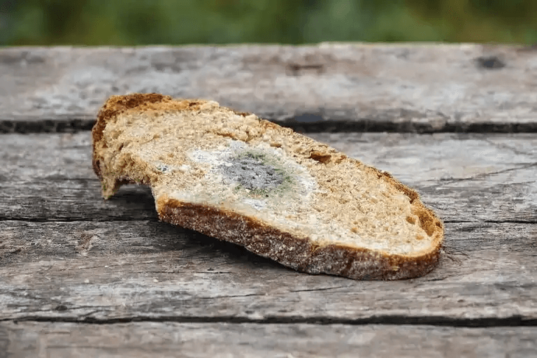 En skiva mögligt bröd.