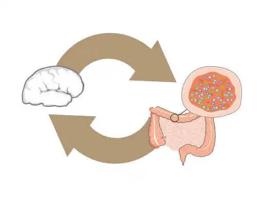 Relationen mellan hjärnan och tarmbakterierna.