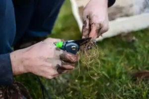 Råd om att ta och plantera sticklingar