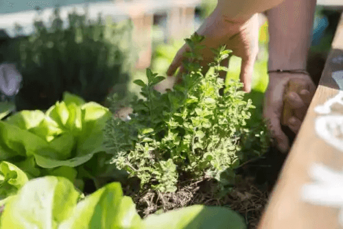 odling av växter trädgårdsarbete