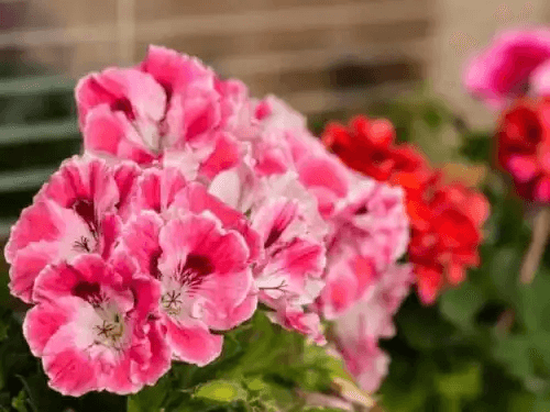 rosa pelargon på nära håll