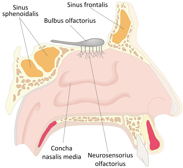 Ett diagram som visar de olika delarna av näsan.