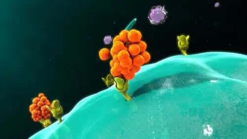 En grupp cytokinreceptorer.