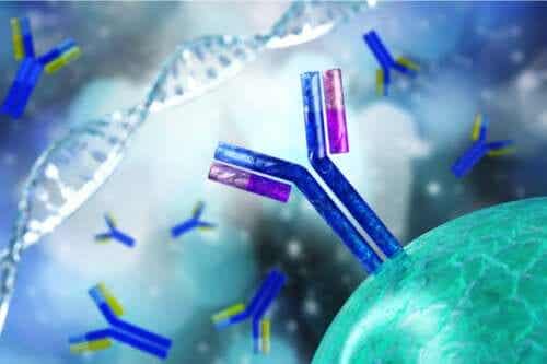 Vad går ett test för antinukleära antikroppar ut på?
