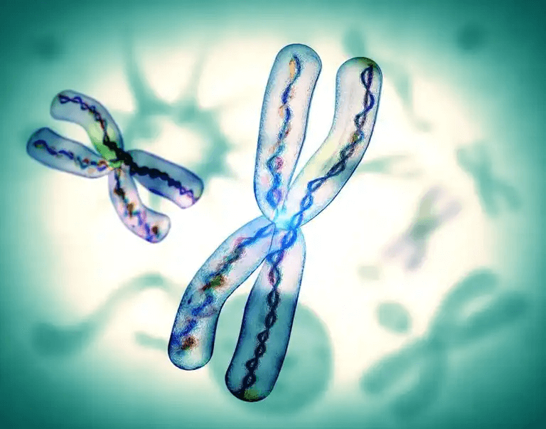 En digital bild av kromosomer.