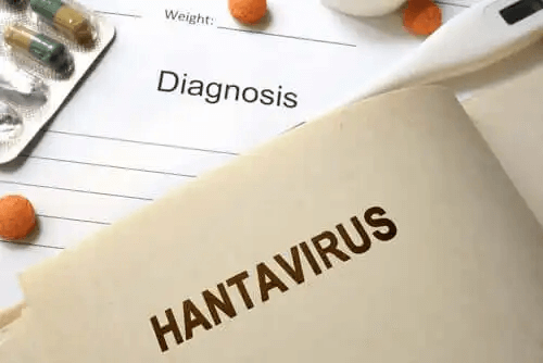 Infektioner med hantavirus: Allt du behöver veta