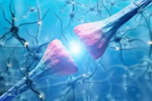 Neuronernas egenskaper och funktion