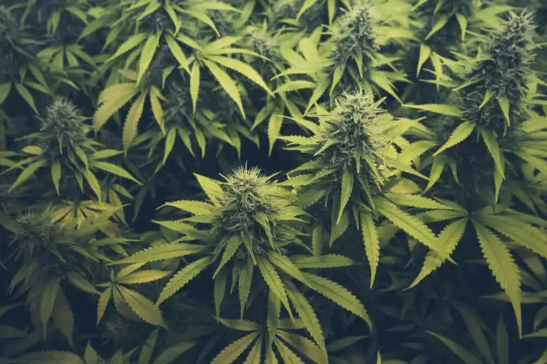 Cannabis.