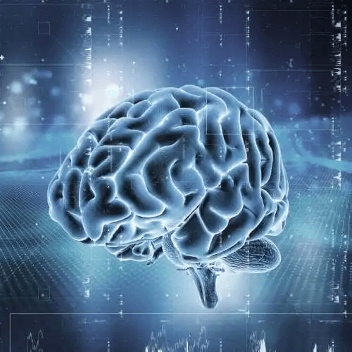 En digital bild av hjärnan.