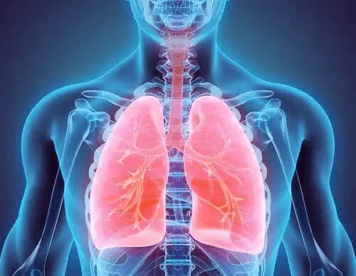 Organiska faser i lungorna.