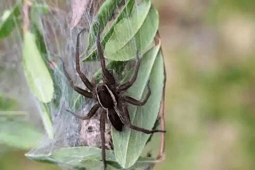 Araknofobi: Den irrationella rädslan för spindlar