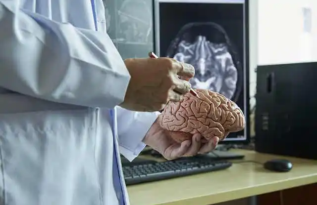 Forskare håller i en modell av en hjärna.
