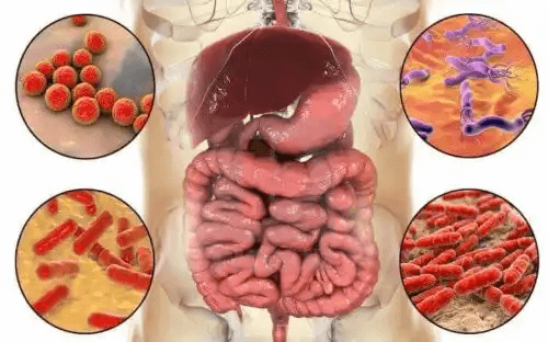 Olika typer av tarmmikrobiota.