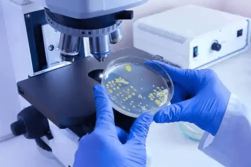 Forskare undersöker bakterier