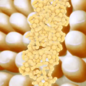 Hur viktigt är hormonet adiponektin?