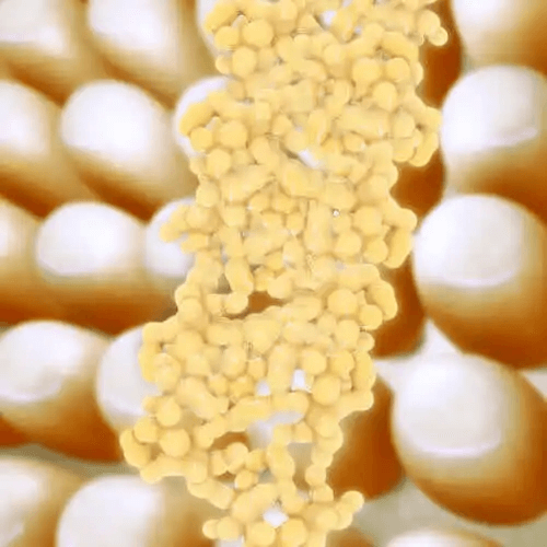 Hur viktigt är hormonet adiponektin?