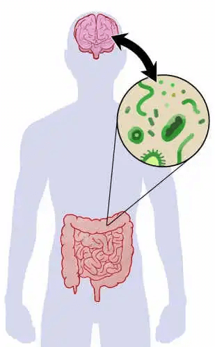 En teckning som illustrerar förhållandet mellan tarmmikrobiotan och hjärnan.