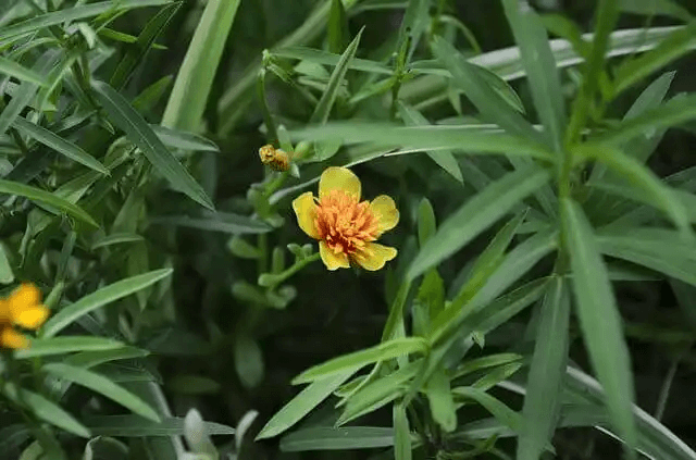 De vetenskapligt underbyggda fördelarna med dragon