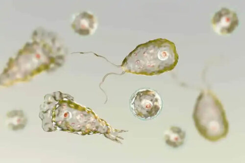 Naegleria fowleri simmar i vatten.