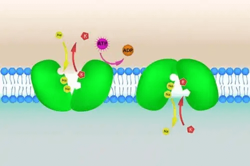 Vad är hyperkalemi?