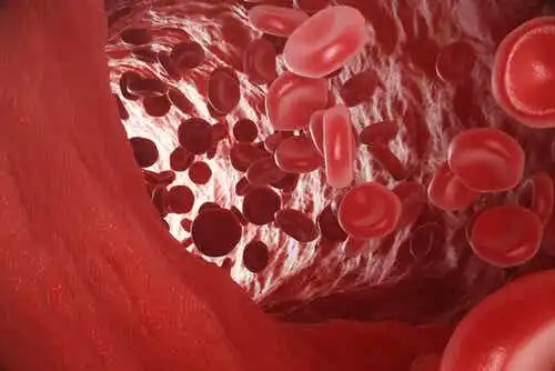 De röda blodkropparna är nödvändiga för syretillförseln i kroppen.