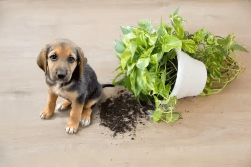 12 krukväxter som är säkra för dina husdjur