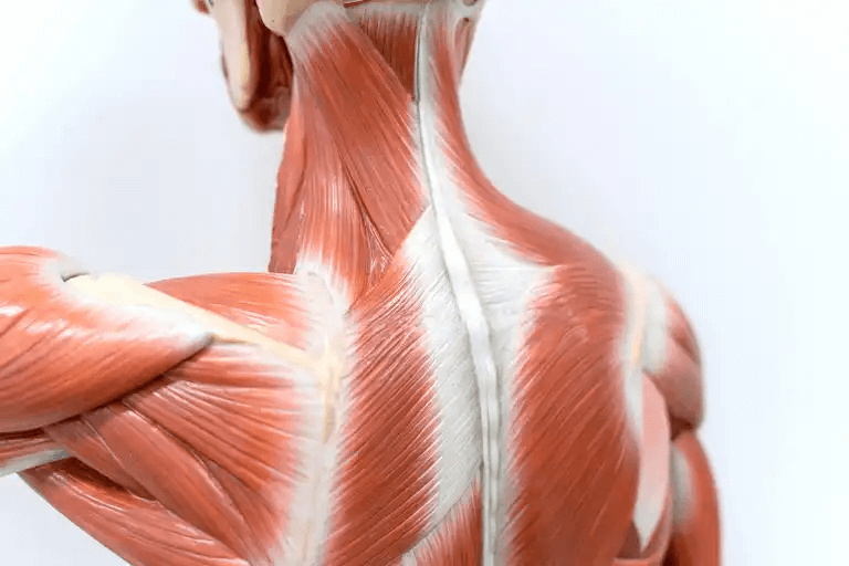 Illustration av kroppens muskler